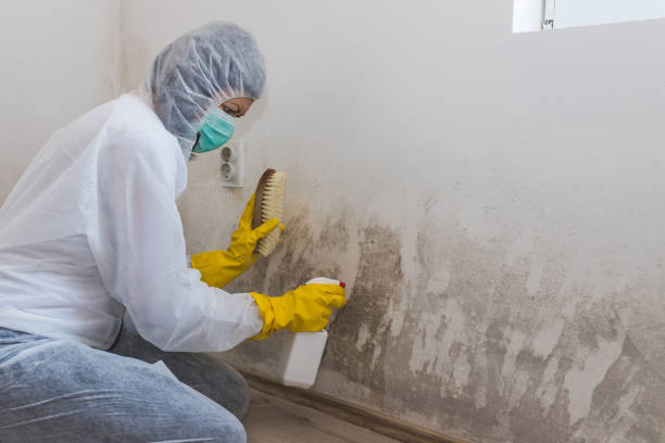 Hansville, WA Mold Removal Company